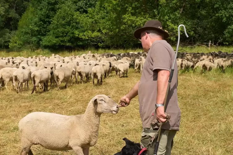 Schäfer Werner Neumann aus dem Norden von Rheinland-Pfalz sorgt sich um seine Herde. 