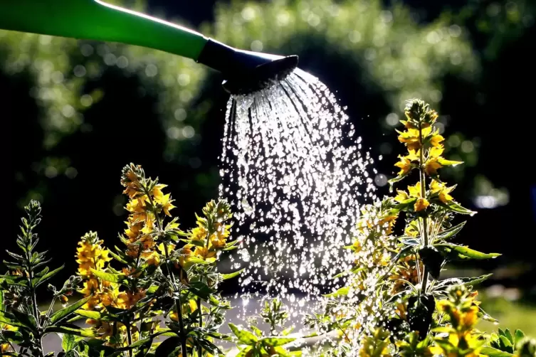 Das Gießwasser sollte aus der Regentonne kommen.