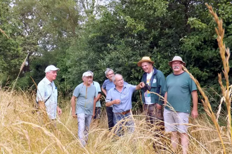 Ein deutsch-französisches Treffen in den blühenden Büchelberger Wiesen sichert dem Wachtelkönig sein Brutrevier. 