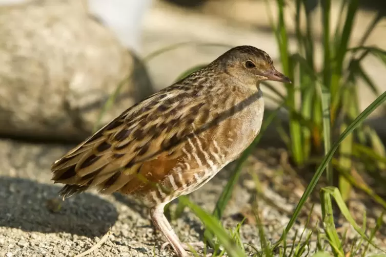 Der Wachtelkönig steht auf der „Roten Liste“ der gefährdeten Vögel.