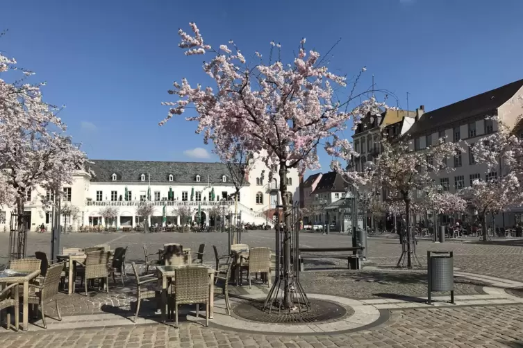 Claudia Ehrhardt hat dieses Bild von den Kirschblüten 2019 gemacht. 