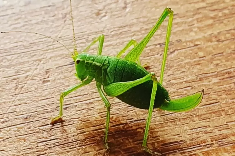 „Flip“ nennt Barbara Kleber das Foto. 