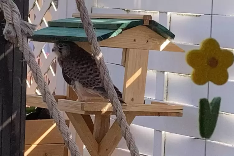 Der Turmfalke verschafft sich eine Verschnaufpause.