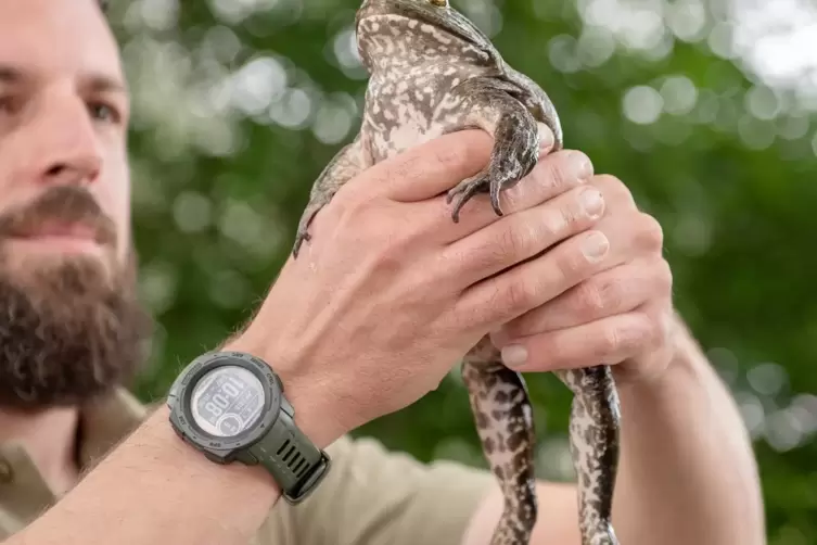 Sascha Schleich zeigt ein etwa vier Jahre altes Ochsenfrosch-Weibchen. 