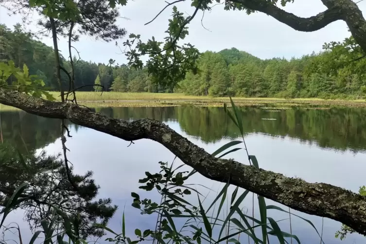 „Ein Bild vom Naturschutzgebiet Pfälzerwoog bei Fischbach: unsere Nordic-Walking-Strecke mit Seerosen und Froschkonzert. Ein Pla