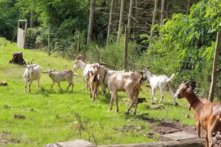  Ziegen weiden auf dem Gelände und verhindern so, dass die gerodeten Flächen wieder zuwuchern. 