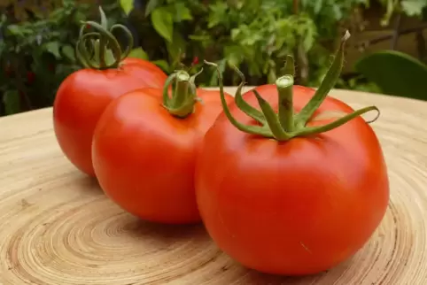 Die Sorte Handschuhsheimer Feldtomate bringt fruchtig-würzige Früchte hervor. 