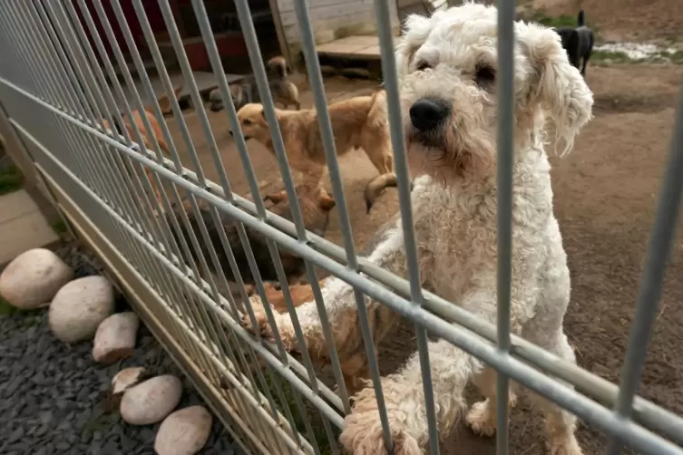 Viele Hundebesitzer geben ihr Tier nach kurzer Zeit ab, da sie mit der Haltung überfordert sind. 