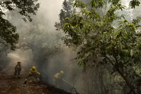 Feuerwehrleute kämpfen in La Orotava auf Teneriffa gegen die Flammen. 