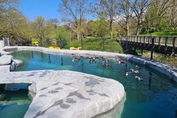 Die Stadtpark-Geschäftsführung verweist auf neue Attraktionen wie die Pinguin-Anlage.