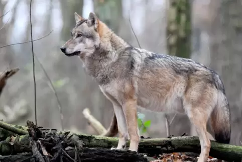 Künftig sollen Weidetierhalter auch dann beim Bau von wolfssicheren Zäunen oder der Unterhaltung von Herdenschutzhunden vom Land