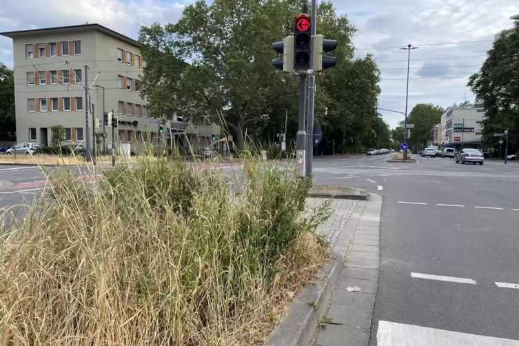 Wildwuchs auf einer Verkehrsinsel im Stadtteil Süd.