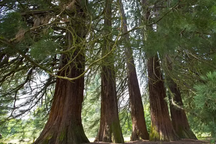 An den Mammutbäumen zwischen Landstuhl und Martinshöhe geht der Klimawandel bisher spurlos vorbei.