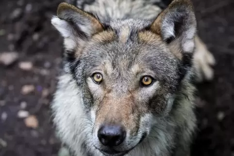 Der überarbeitete Wolfsmanagementplan für Rheinland-Pfalz sieht eine schnellere und einfachere Ausweisung sogenannter Prävention