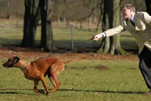 Manche Hundehalter sind mit ihrem Tier überfordert. 