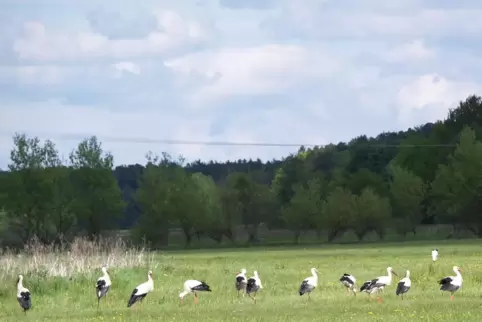 Sammeln zum Abflug: Bevor es Richtung Süden geht, stärken sich Störche gemeinsam auf Wiesen, die viel Futter bieten.