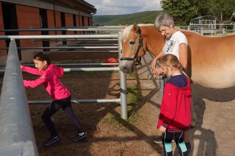 Der Haflinger Arino wird von der Vereinsvorsitzenden Reinhild Stehr, Lotta Wilhelm (links) und Lotta Maltry in den Offenstall au