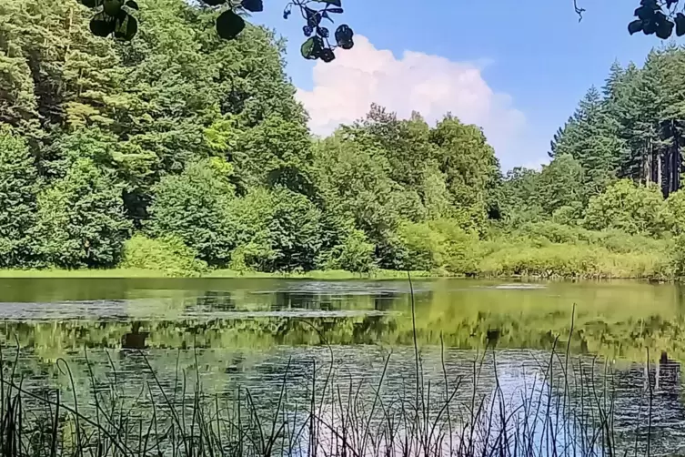 Unglaublich schöne Lichteffekte spiegeln sich im Wasser des Oberhammer Weihers im Karlstal. 