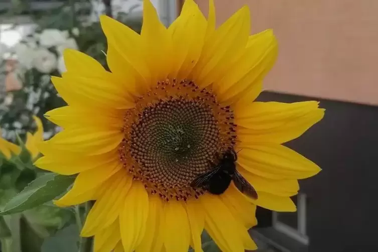 Eine Schwarze Holzbiene labt sich an einer Sonnenblume. 