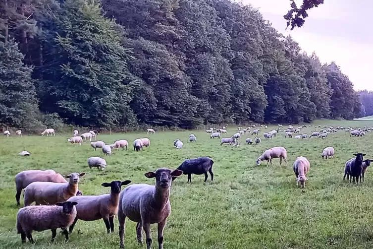 Eine friedvolle Atmosphäre vermittelt der Anblick dieser großen Schafsherde im Abendlicht im Rosental bei Queidersbach. 