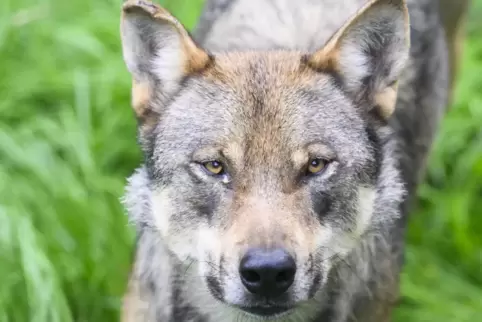 Soll ein Wolf geschossen werden, ist bisher viel Bürokratie notwendig. 