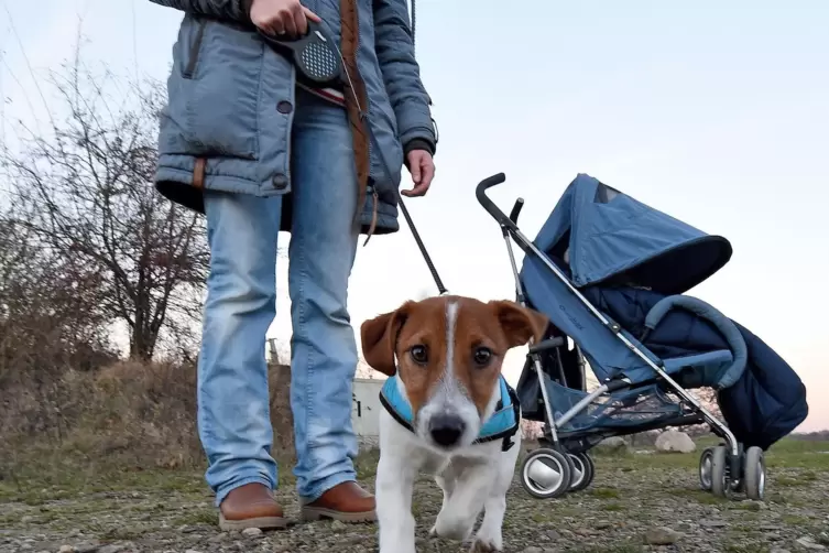 Des Menschen bester Freund: Hundebesitzer in Grünstadt müssen ab Januar 2024 mehr für ihren vierbeinigen Liebling ausgeben. 