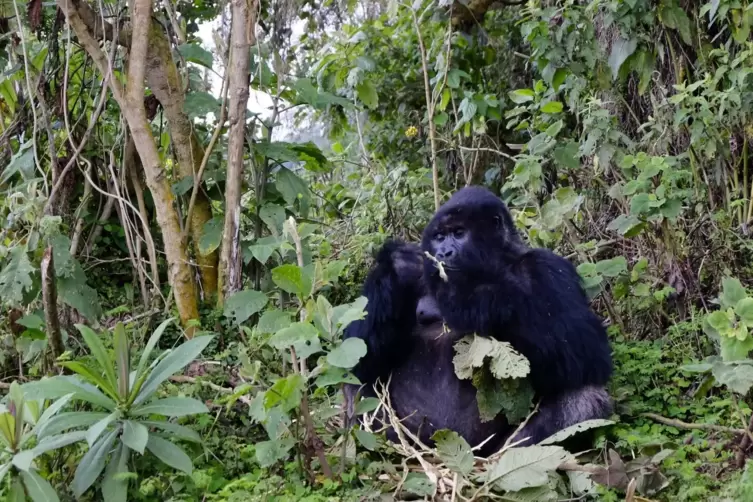 Begegnung beim Abstieg: Gorillas im Dschungel. 