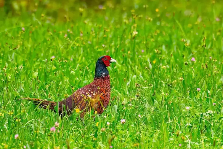 Der bunte Fasanen-Gockel findet in der grünen Wiese manchen Leckerbissen.