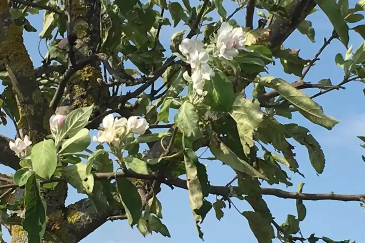 Spätzünder: Diesen im August blühenden Apfelbaum hat Siegfried Schill in Enkenbach-Alsenborn entdeckt. 