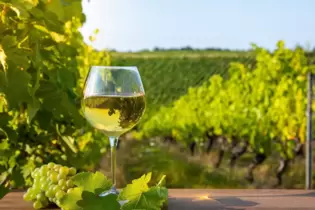 Ein Hoch auf neue Wege im Weinbau: Der Klimawandel macht dem Riesling zu schaffen.