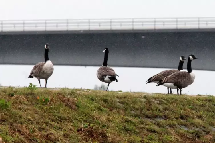 Auf dem Rheindamm bei Speyer: Kanadagänse.