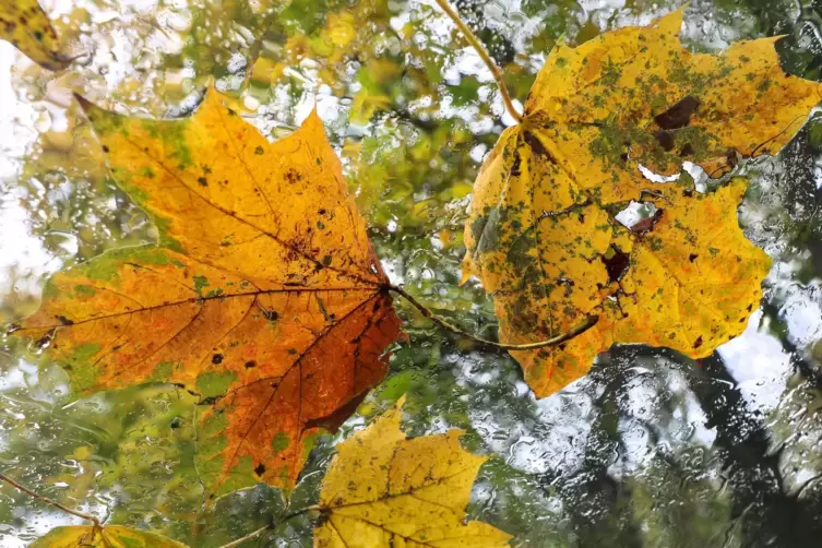 Der Herbst bringt neue Farben, aber auch Blätter auf Windschutzscheiben. 