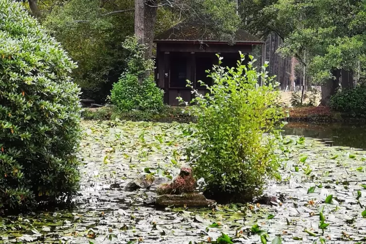 Romantisch mit Seerosenteich: Englischer Garten Eulbach.