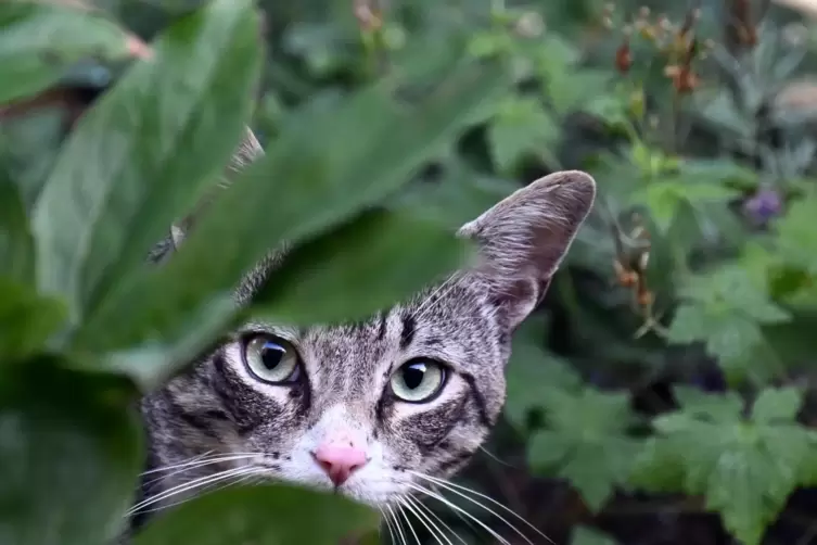 Viele verwilderte Katzen stammen von unkastrierten Freigängern ab. 