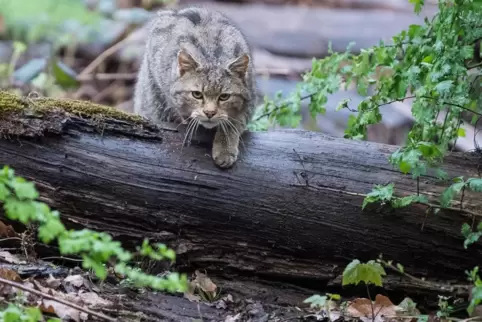 Die Europäische Wildkatze unterscheidet sich vor allem durch ihr längeres Fell und ihren buschigen Schwanz mit stumpfem Ende von