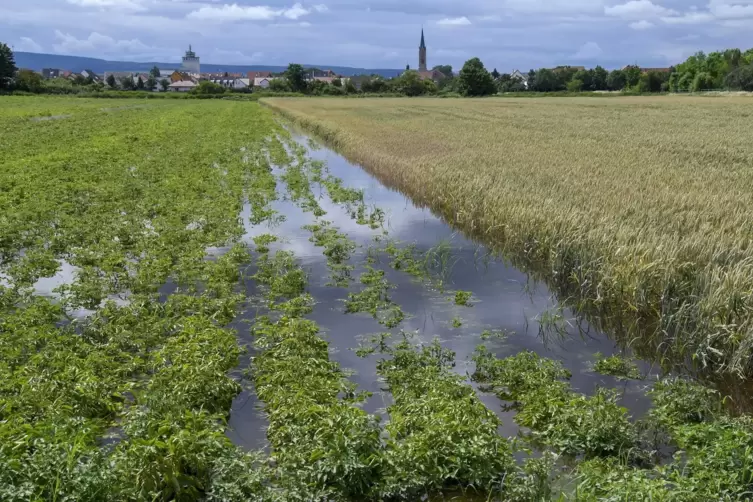 Im Osten von Lambsheim steht immer mal wieder Wasser auf den Feldern. Damit dort großflächig gebaut werden kann, müssen Auflagen