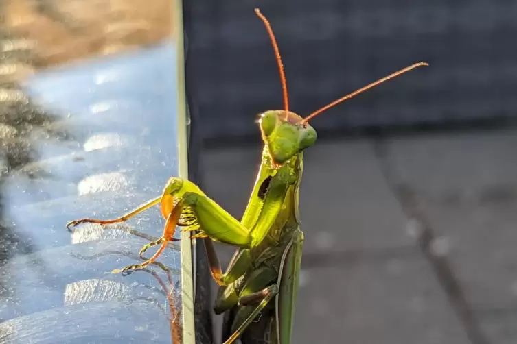 „Dieses niedliche Tierchen hat es sich auf dem Gartentisch gemütlich gemacht und schaut uns an“, schreibt Toni Henzig.