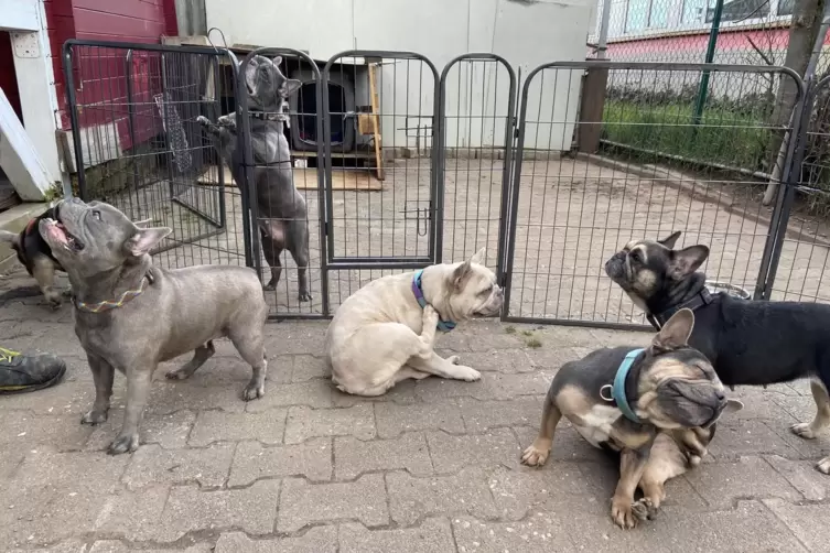 Unter Auflagen wurden dem Halter die Hunde im Frühjahr zurückgegeben. 