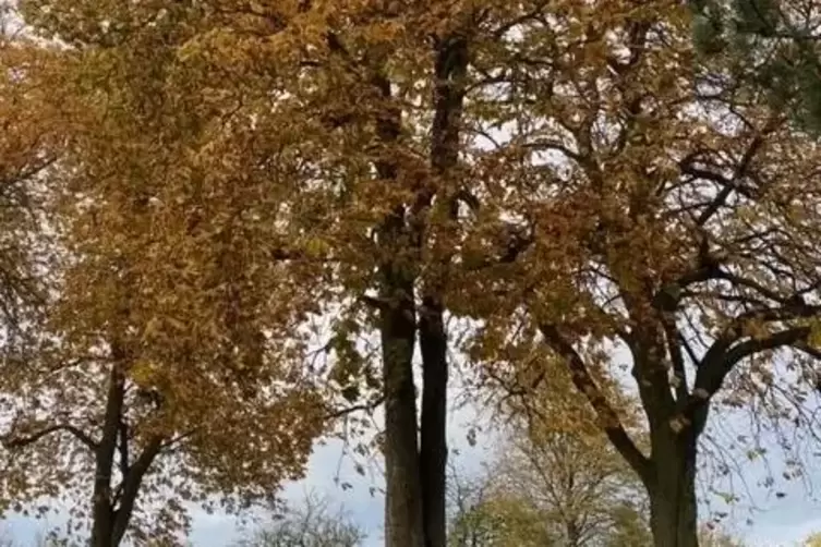 Wieder etwas Hoffnung für die Kastanie am Schlachtenturm in Morlautern.