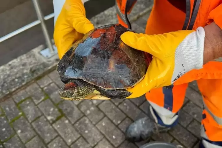 Die chinesische Streifenschildkröte tauchte vergangene Woche in der Kläranlage Waldmohr auf.