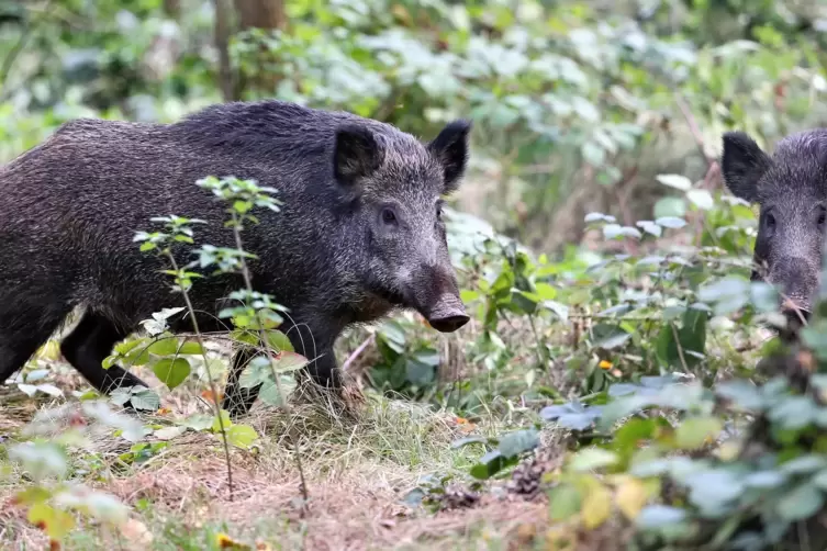 Meist tief im Wald verborgen und nur selten in der Nähe von Wohngebieten anzutreffen: Wildschweine. 