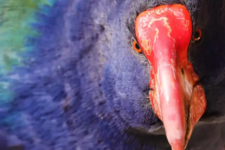 Porphyrio hochstetteri, so der wissenschaftliche Name der Südinsel-Takahe, ist die größte Ralle weltweit. Sie wird etwa 60 Zenti