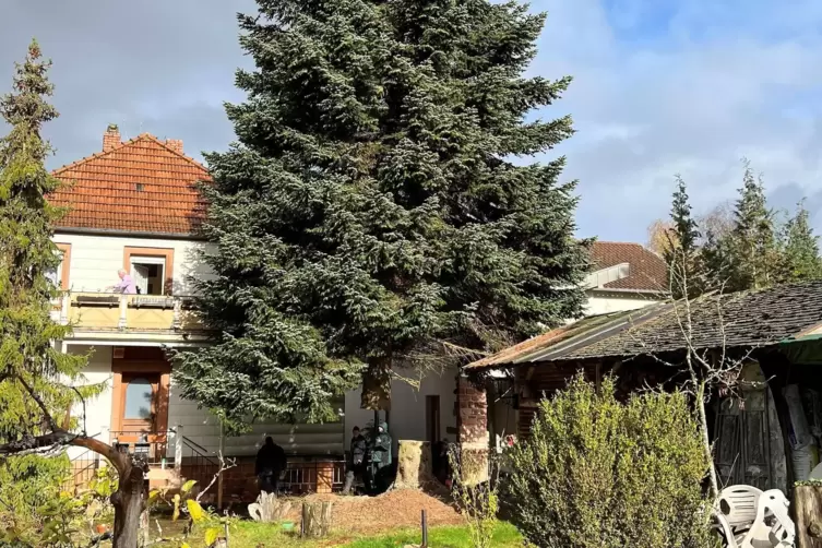 Die Kettensäge hat ganze Arbeit geleistet. Jetzt schwebt der Baum in der Luft. 