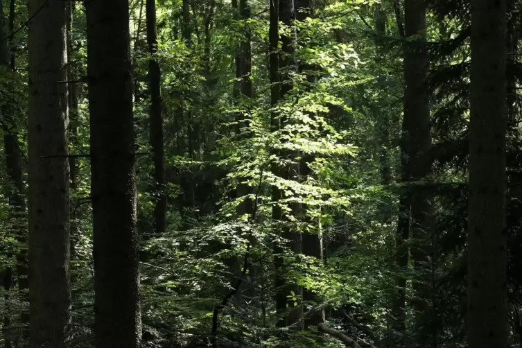 pfälzerwald bergzabern