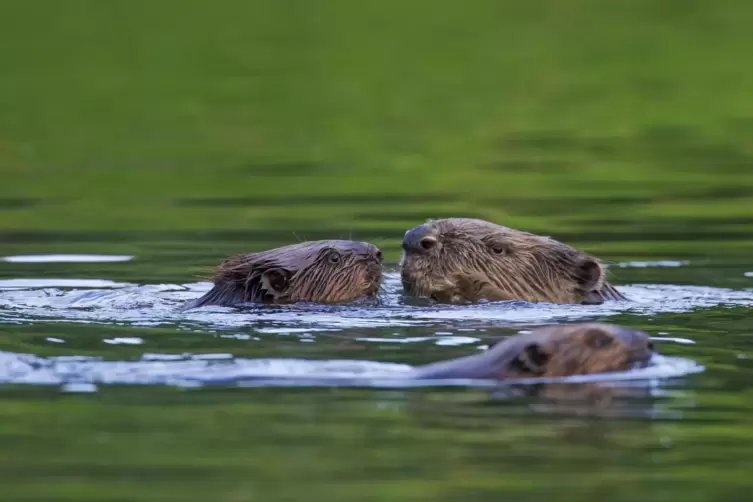 Biber sind gut an das Leben im Wasser angepasst.