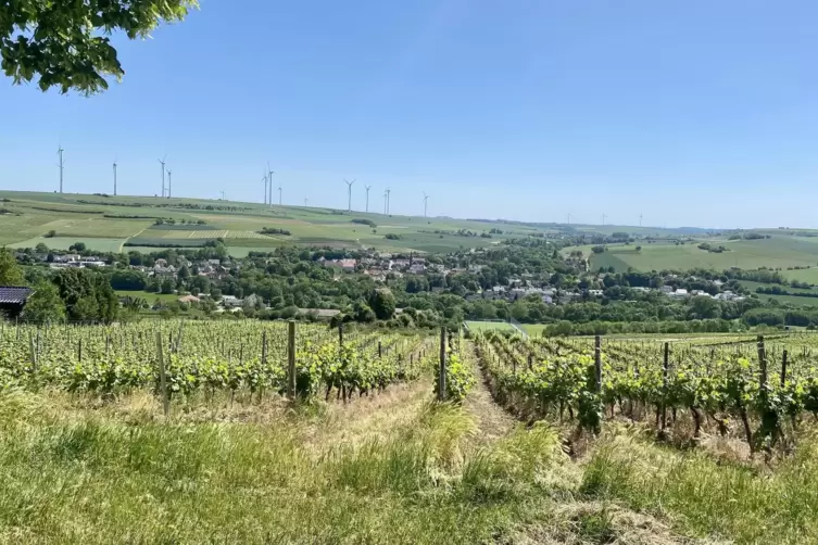 So könnte beispielsweise ein Foto-Spot-Vorschlag aussehen. Das Bild wurde in Zell gemacht und zeigt einen Blick durch die Weinbe