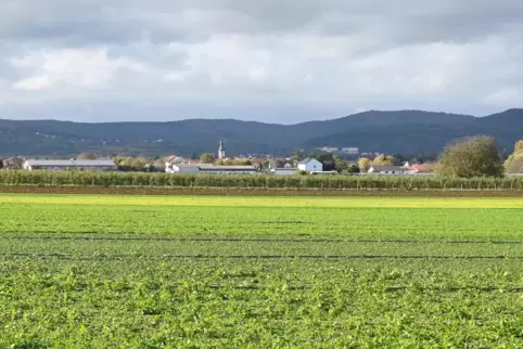 Eine Fläche in Richtung Rödersheim-Gronau ist für Windkraft gut geeignet. Davon zeigten sich Vertreter von zwei Firmen überzeugt