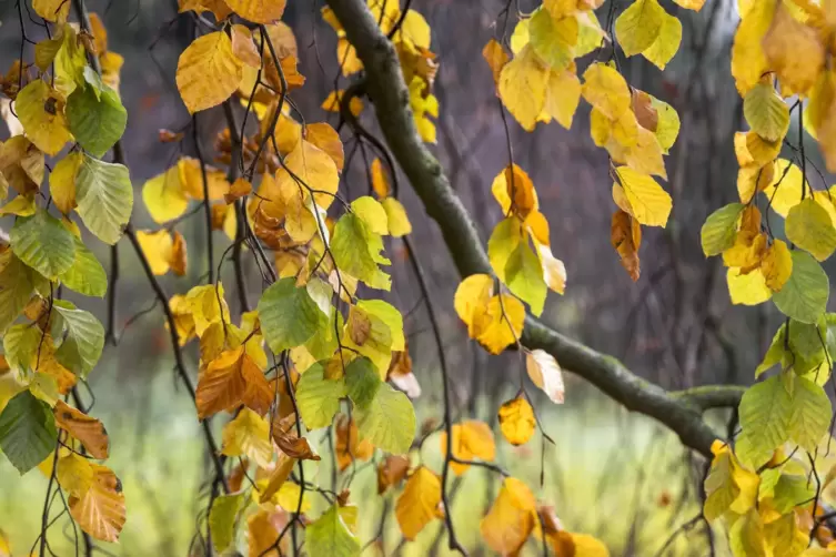 Der Herbst, der Herbst, ... 