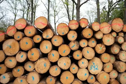 Im Heltersberger Wald wird weniger Holz eingeschlagen, als möglich wäre.