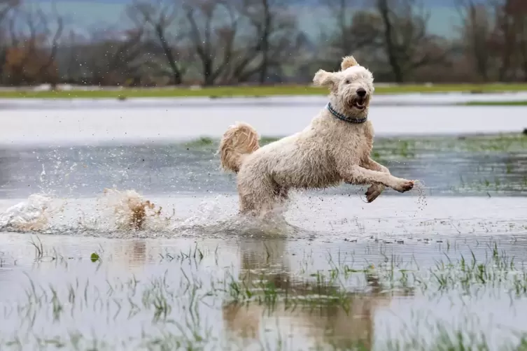 Hundewetter! 